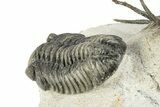 Huge, Spiny Ceratarges Trilobite With Austerops - Zireg, Morocco #255451-10